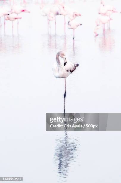 high angle view of greater flamingo in lake,arles,france - greater flamingo stock-fotos und bilder