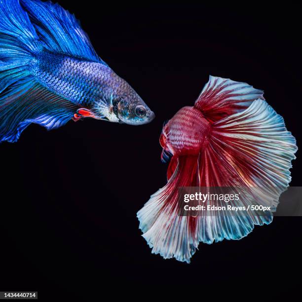 close-up of siamese fighting fish swimming against black background,hat yai,thailand - kampffische stock-fotos und bilder