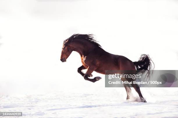 side view of thoroughbred pony running on snow covered field - stallion stock pictures, royalty-free photos & images
