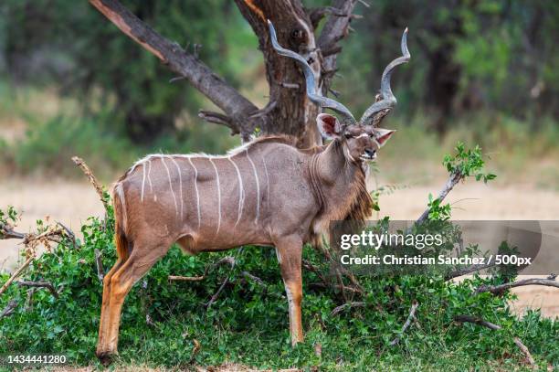 side view of deer standing on field - greater kudu stock pictures, royalty-free photos & images