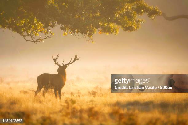 silhouette of red deer standing on field during sunset - deer antler silhouette stock pictures, royalty-free photos & images