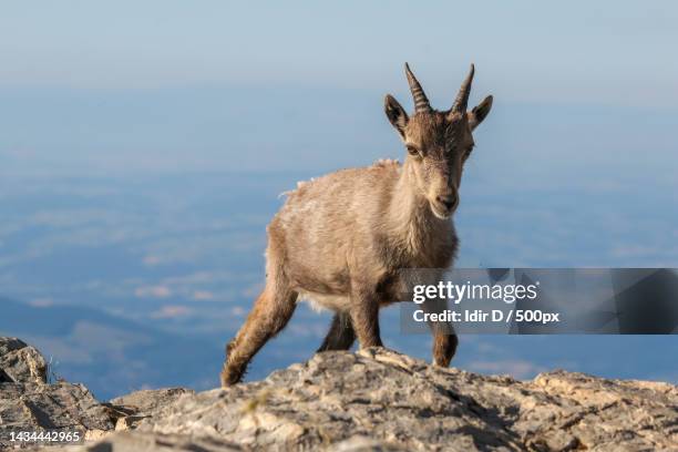 portrait of ibex standing on rock against sky - geit stockfoto's en -beelden