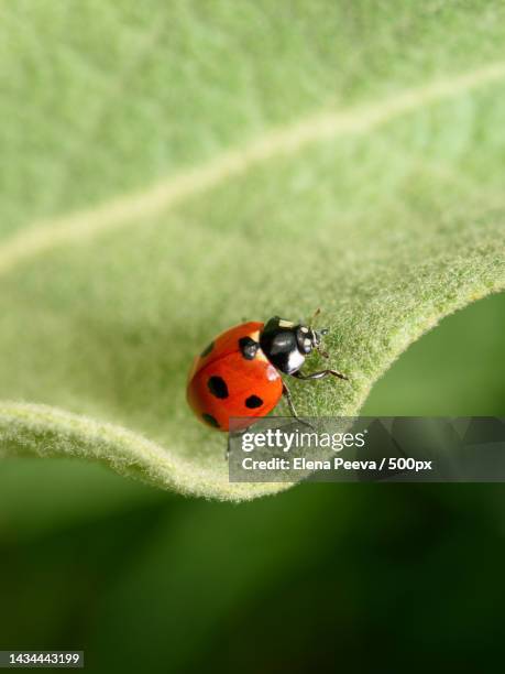 close-up of ladybug on leaf,bulgaria - 500 foto e immagini stock