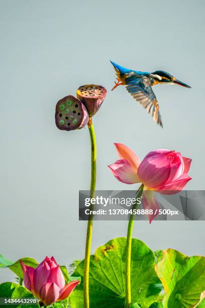 the lotus,china - wild flowers stockfoto's en -beelden