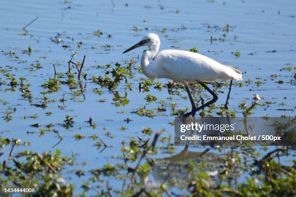 side view of egret perching in lake - little egret (egretta garzetta) stock pictures, royalty-free photos & images