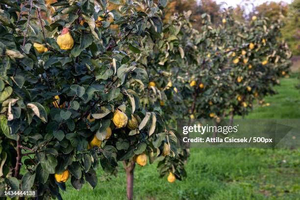 close-up of oranges growing on tree - zitronen feld stock-fotos und bilder