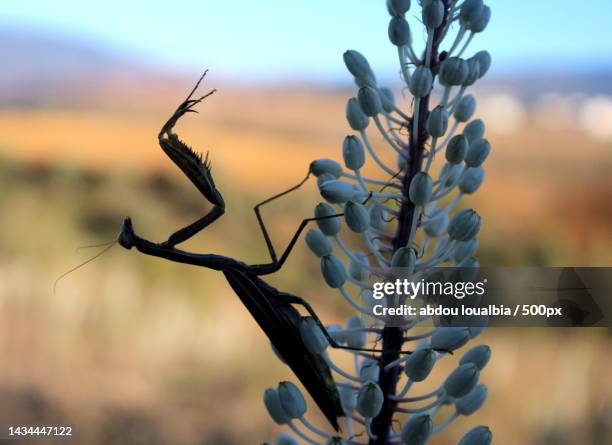 close-up of plant against sky,algeria - iris oratoria stock pictures, royalty-free photos & images