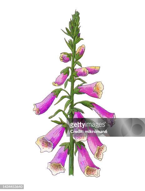 old chromolithograph illustration of botany, lady's glove, foxglove or common foxglove (digitalis purpurea) - digitalis purpurea stock-fotos und bilder