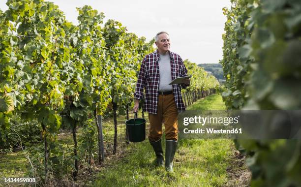 senior man walking with bucket and tablet pc in vineyard - wijnbouw stockfoto's en -beelden