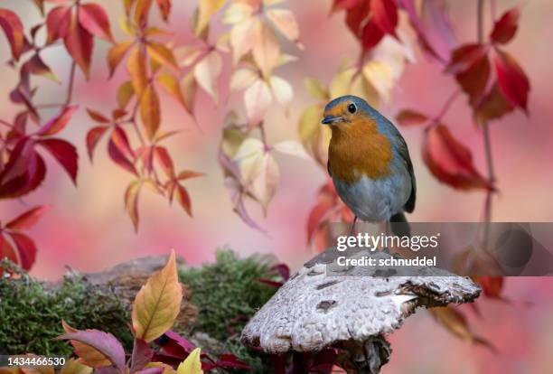 Robin Overing 66 Robin Vining Stock Photos, High-Res Pictures, and Images - Getty Images