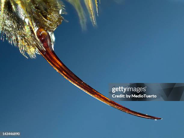 8,634 Stinger Stock Photos, High-Res Pictures, and Images - Getty