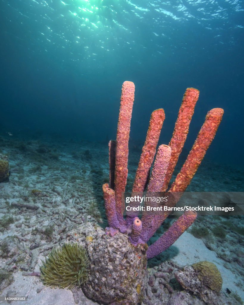 Purple stove-pipe sponge (Aplysina archeri), with giant anemone and sunburst, Curacao