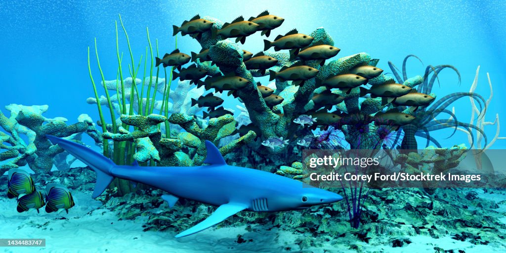 A school of bocaccio rockfish swim through a reef while keeping a wary eye on a blue shark