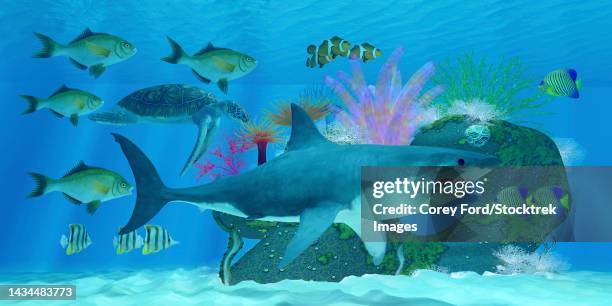 a great white shark passes many tropical fish and a green sea turtle swimming around an ocean reef - fischschwarm stock-grafiken, -clipart, -cartoons und -symbole