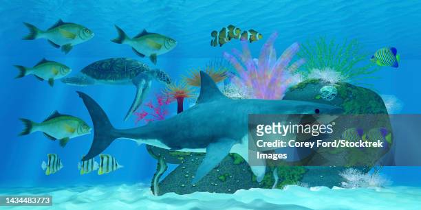 a great white shark passes many tropical fish and a green sea turtle swimming around an ocean reef - butterflyfish stock illustrations