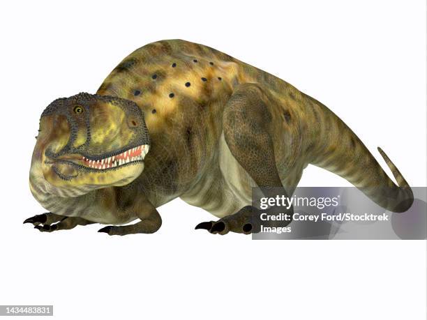 abelisaurus dinosaur lying down, on white background - abelisaurus stock illustrations