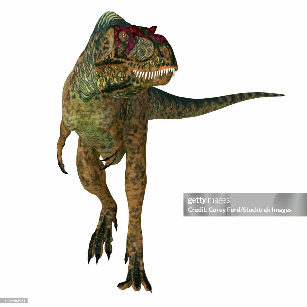 Albertosaurus dinosaur, front view on white background