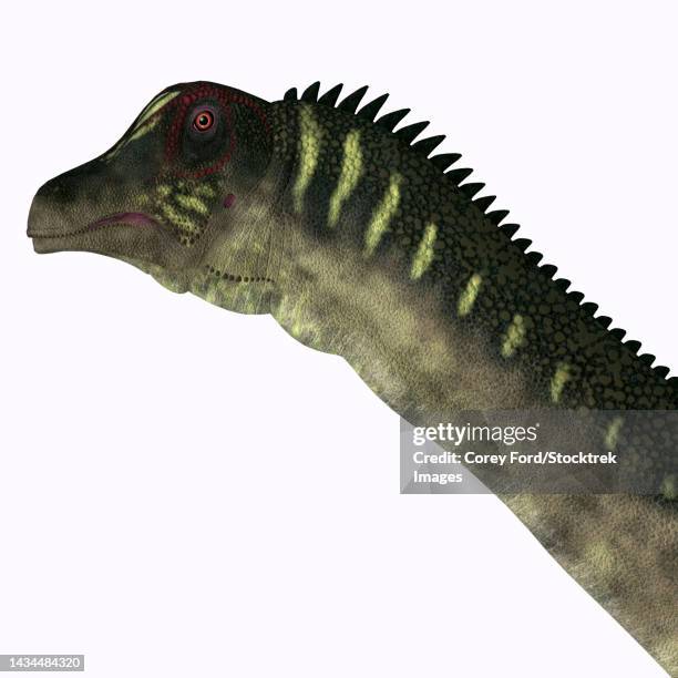 antarctosaurus dinosaur head, on white background - quadrupedalism stock illustrations