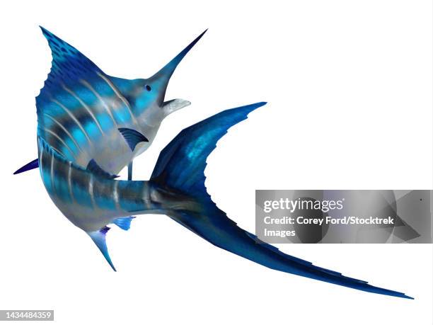 atlantic blue marlin on white background - marlin stock illustrations