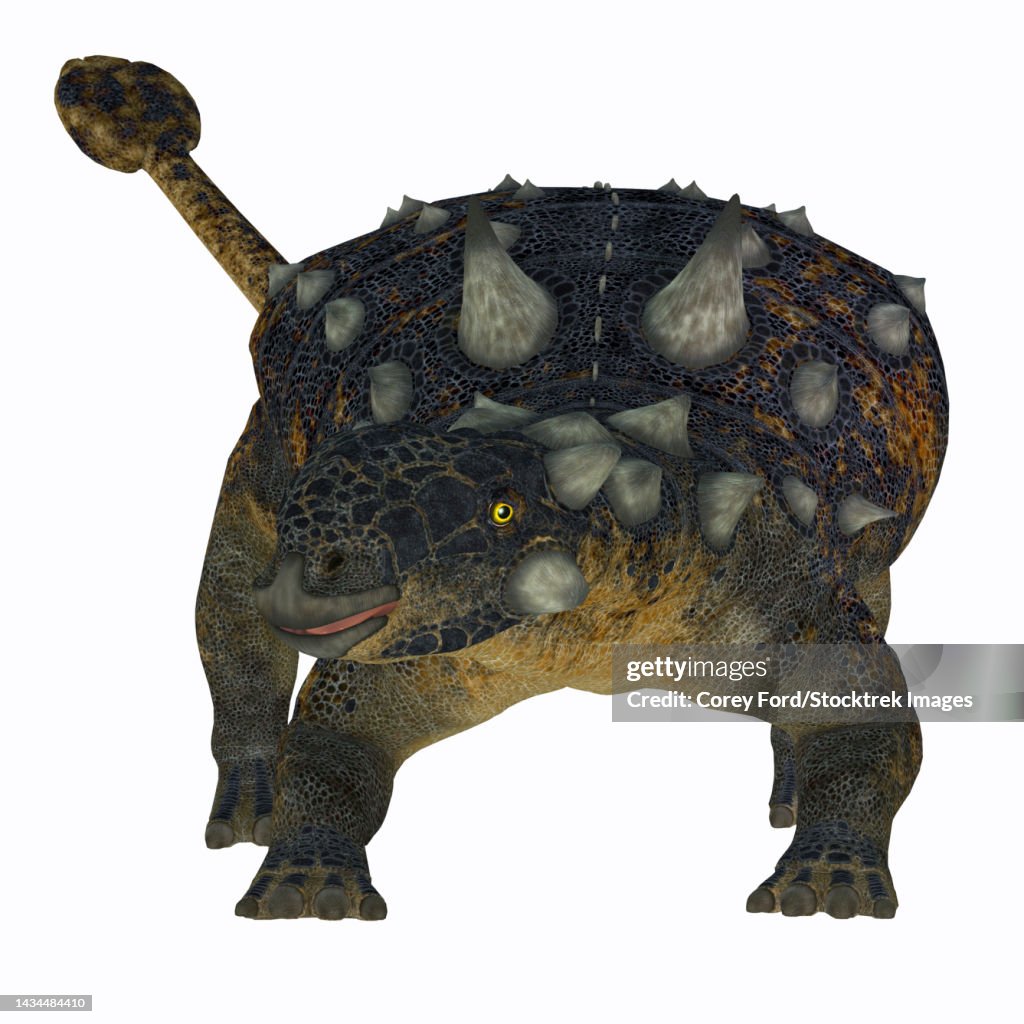 Euoplocephalus dinosaur, front view