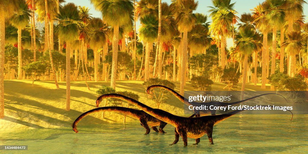 Barosaurus dinosaurs come down to a jungle river to wade and drink during the Jurassic Period