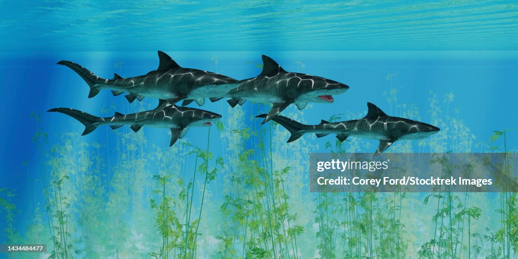 Several tiger sharks swim together searching for their next prey