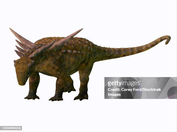 sauropelta armored dinosaur, on white background - ankylosaurus stock illustrations