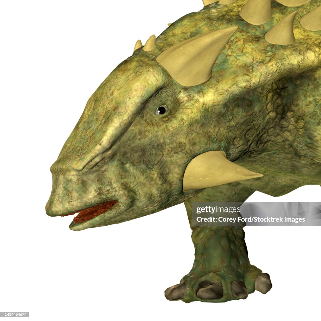 Talarurus Talarurus Dinosaur Head Closeup On White Background High-Res Vector ...