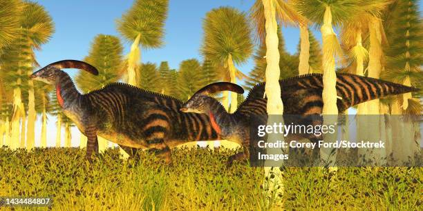 two parasaurolophus dinosaurs travel through a cycad forest - cycad stock illustrations