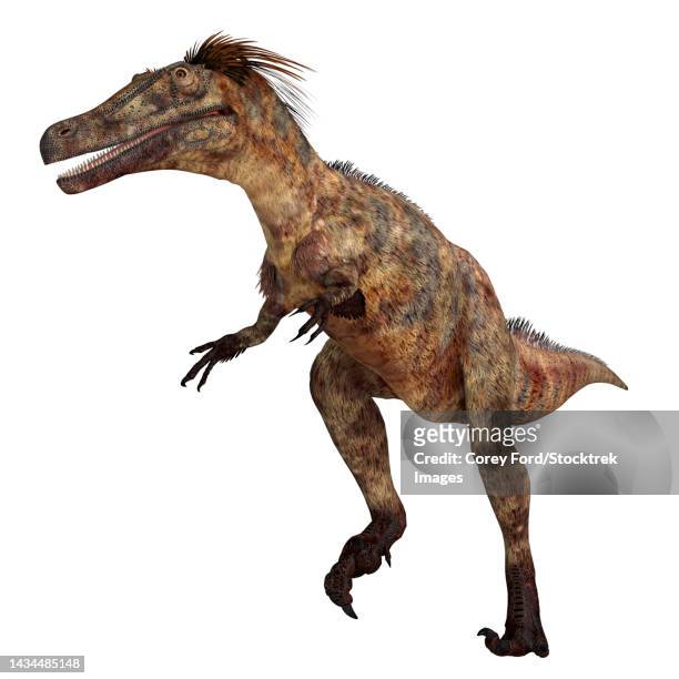 ilustraciones, imágenes clip art, dibujos animados e iconos de stock de austroraptor dinosaur, side view on white background - velociraptor