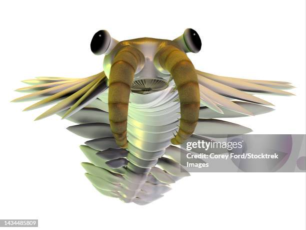 anomalocaris, front view on white background - gliederfüßer stock-grafiken, -clipart, -cartoons und -symbole