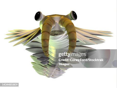 Anomalocaris, front view on white background Anomalocaris, front view on white background