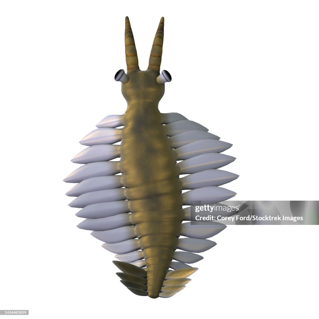 Anomalocaris, overhead view on white background
