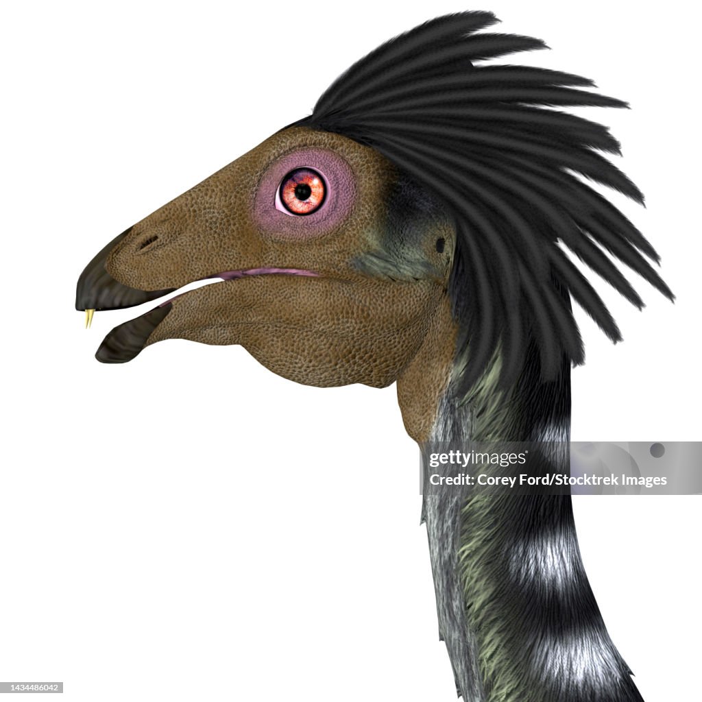 Caudipteryx portrait