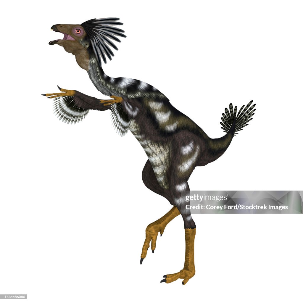 Caudipteryx feathered dinosaur, side view on white background