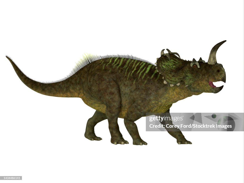 Centrosaurus dinosaur, side view on white background
