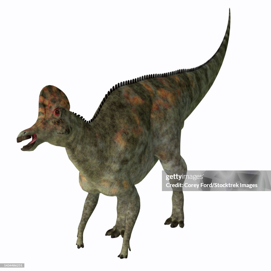 Corythosaurus dinosaur, white background