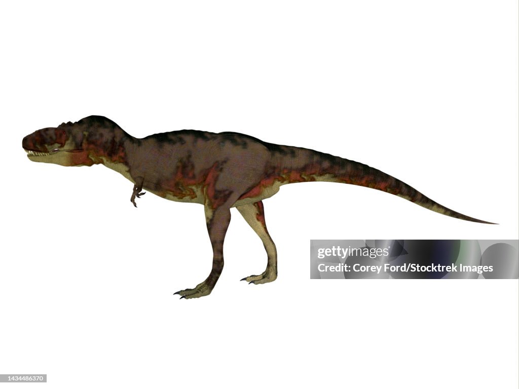 Daspletosaurus dinosaur, side view on white background