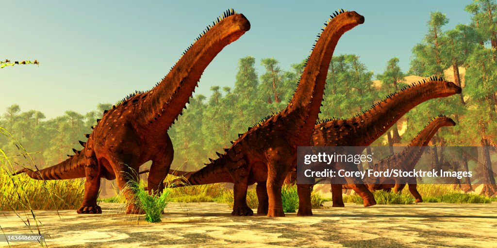 A herd of Alamosaurus sauropod dinosaurs walk together on a Cretaceous day of North America