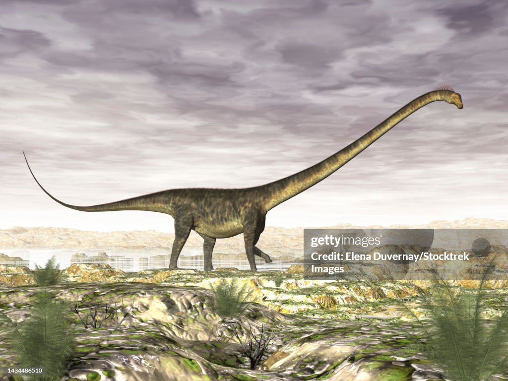 Barosaurus dinosaur walking in the desert on a cloudy day