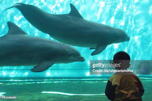 baby in front of dolphins pool - genoa stock-fotos und bilder