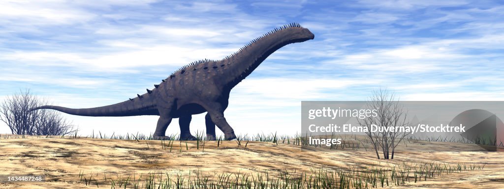 Alamosaurus dinosaur walking in the desert by day