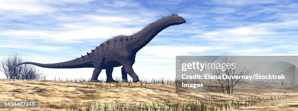 alamosaurus dinosaur walking in the desert by day - alamosaurus stock illustrations