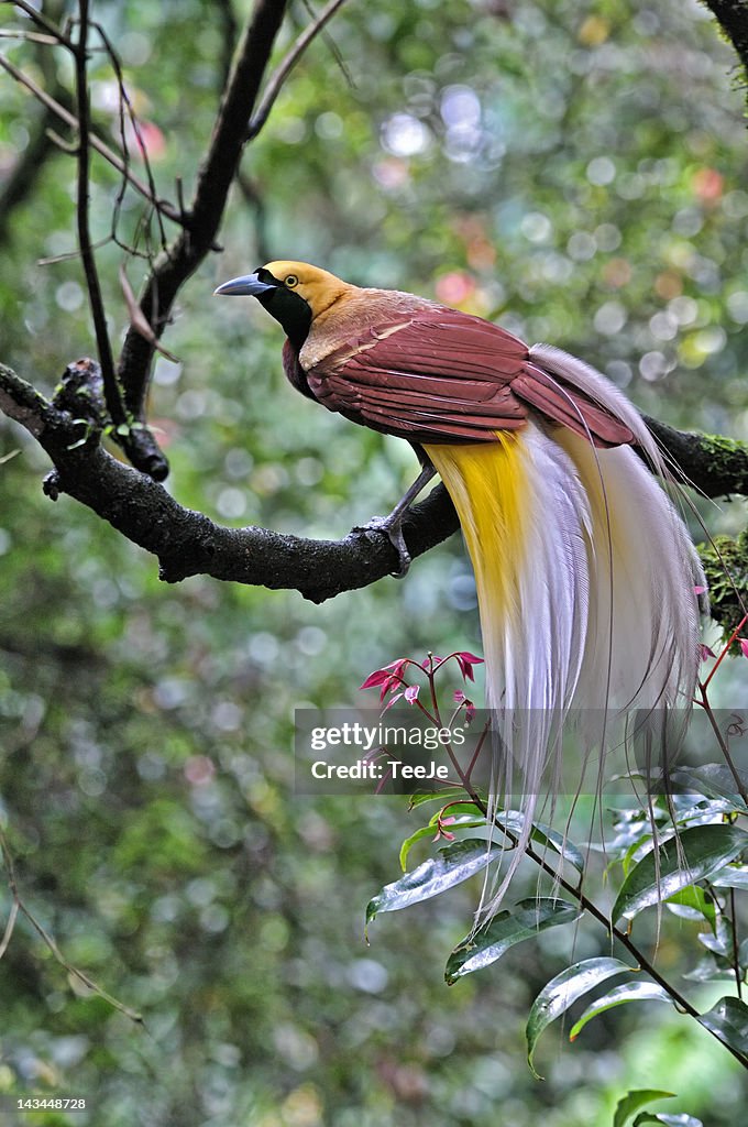 Cendrawasih-Raggiana bird of paradise