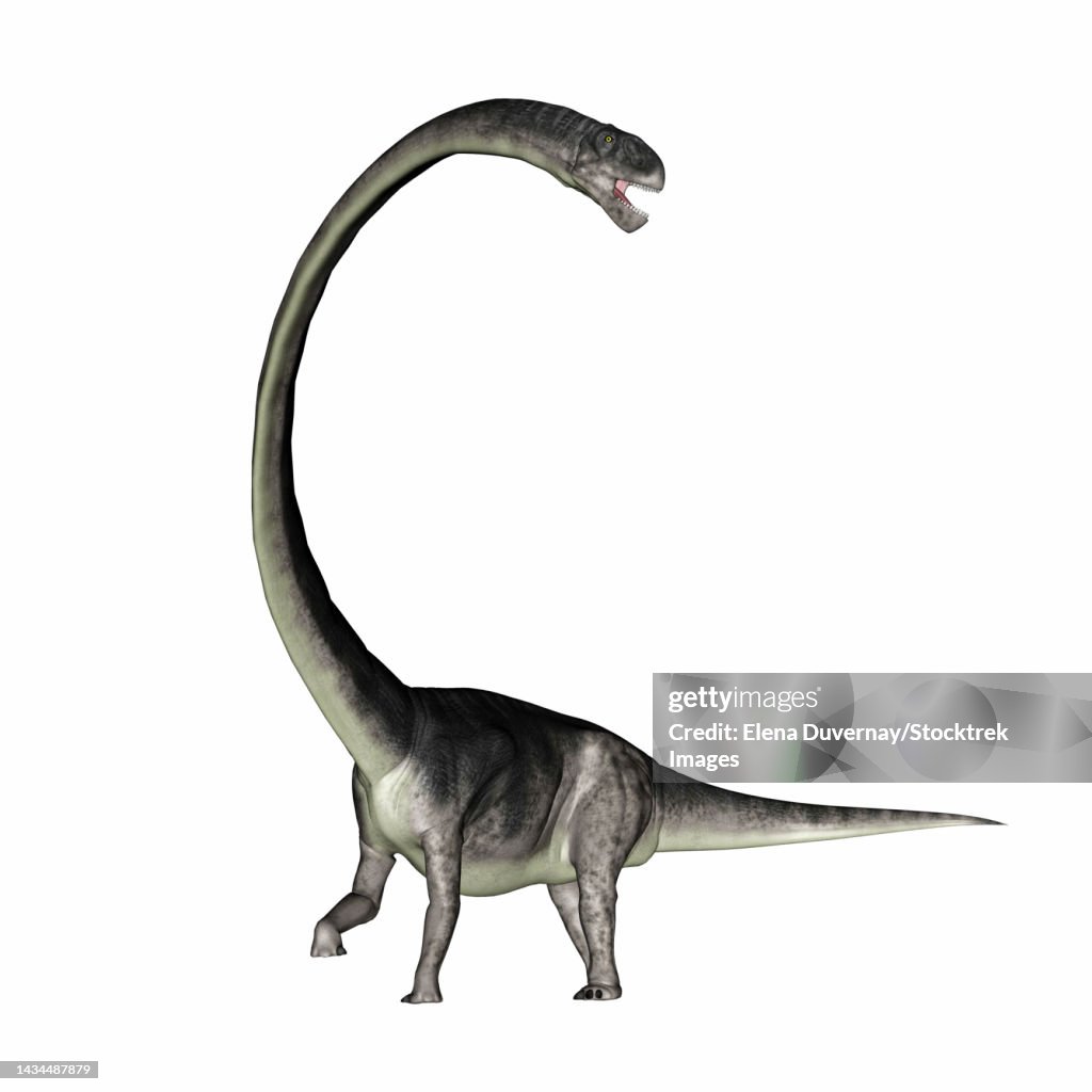 Omysaurus Omeisaurus Dinosaur With Its Long Neck Isolated On White Background ...