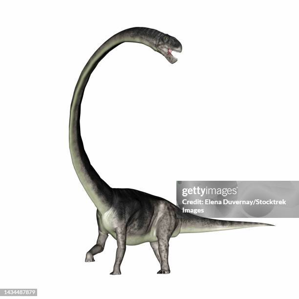 omeisaurus dinosaur with its long neck, isolated on white background - omeisaurus stock illustrations