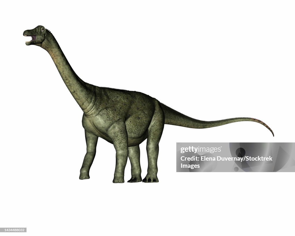 Saltasaurus dinosaur, isolated on white background