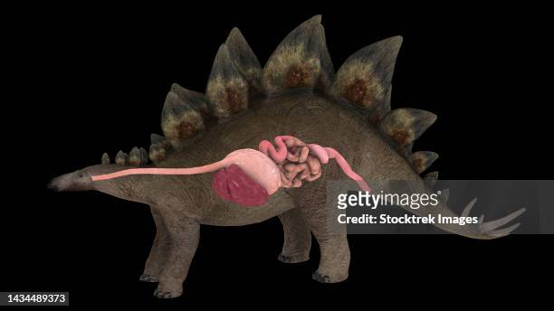 digestive system of a stegosaurus dinosaur - quadrupedalism stock illustrations