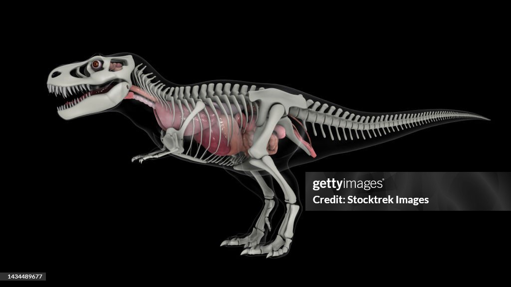 T. Rex Position Internal Anatomy Of Trex With Skeletal Structure Stock-Illustration ...