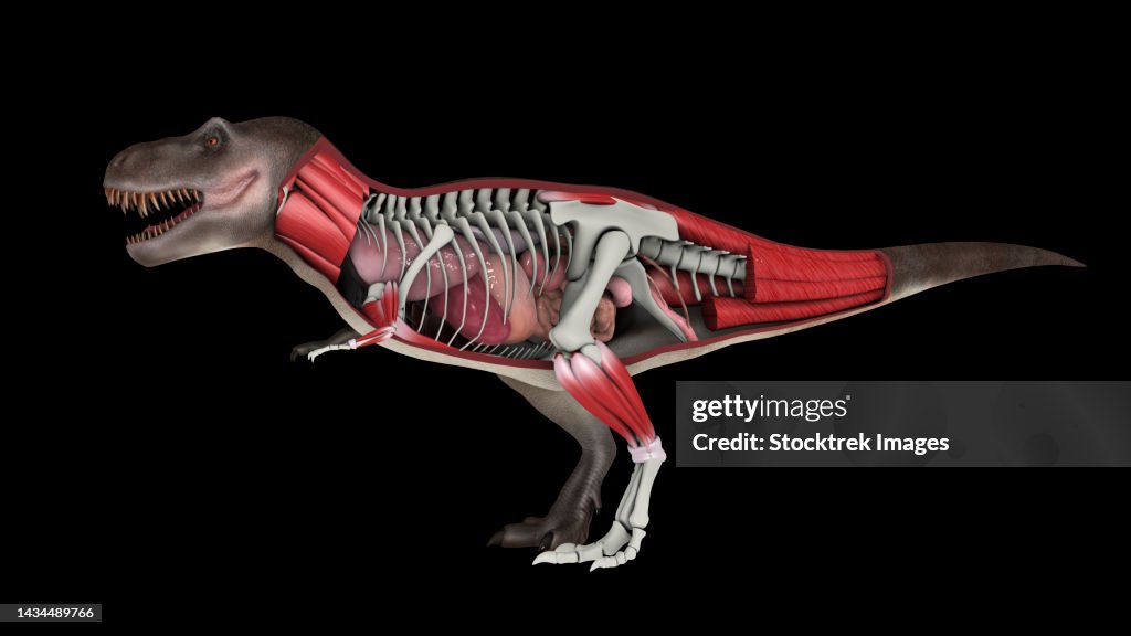 Rex Body Shape Design Cross Section Showing Internal Anatomy Of Tyrannosaurus Rex High-Res ...